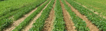 Crop Farming