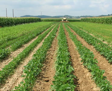 Crop Farming