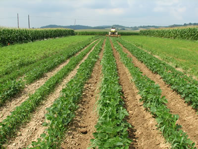 Crop Farming