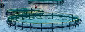 FISH FARMING