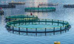 FISH FARMING