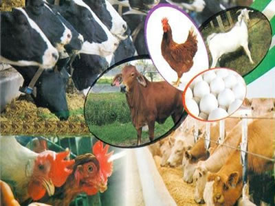 Crop and Livestock Products